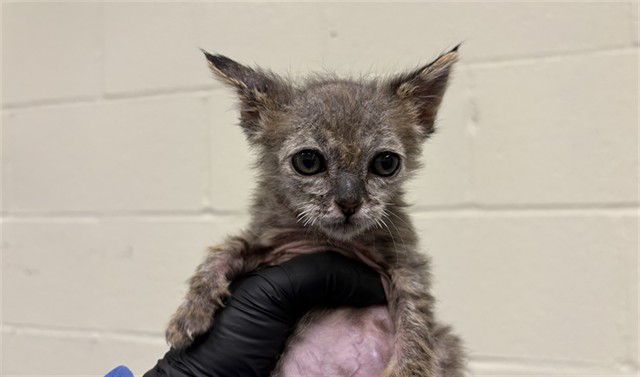Adoptable Cat