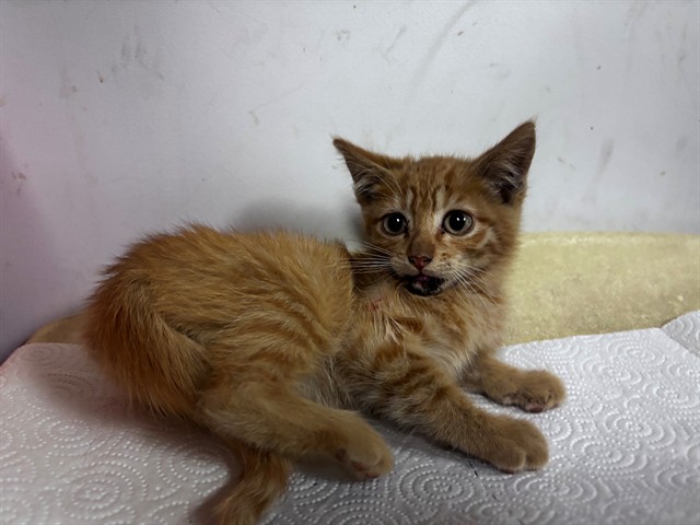Adoptable Cat