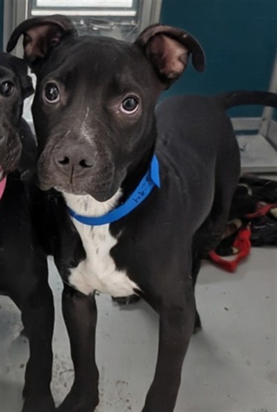Adoptable Dog