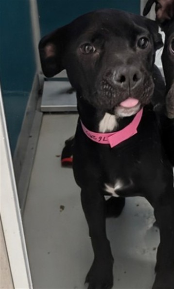 Adoptable Dog