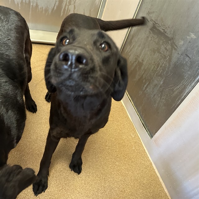 Adoptable Dog