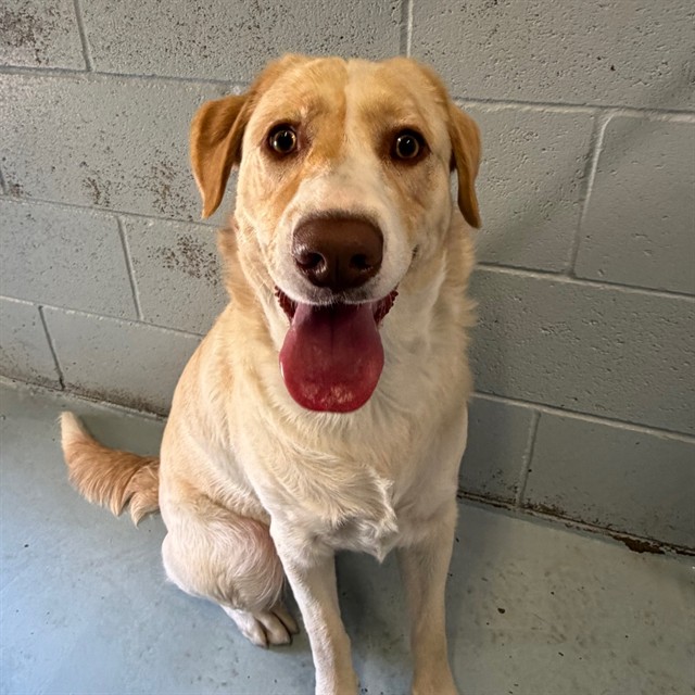 Adoptable Dog