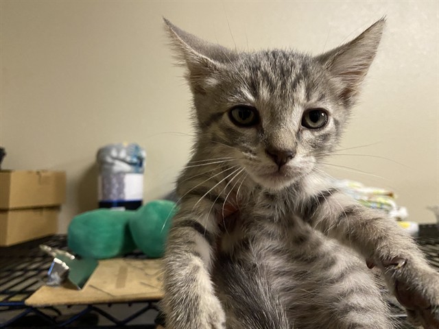 Adoptable Cat