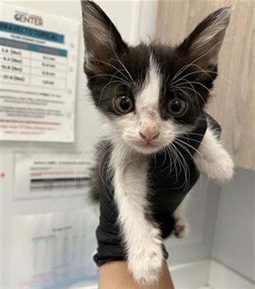 Adoptable Cat