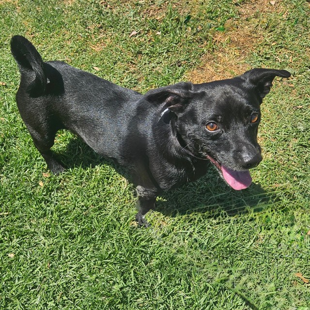 Milo