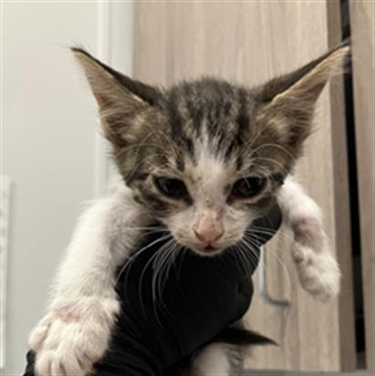 Adoptable Cat