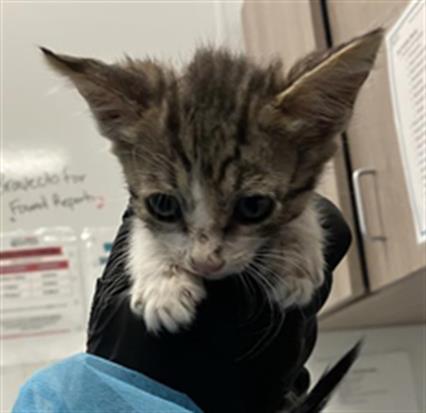 Adoptable Cat