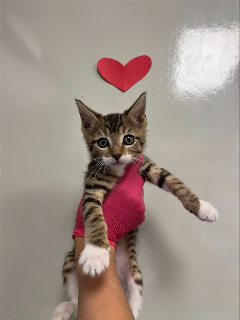Peach - In Foster