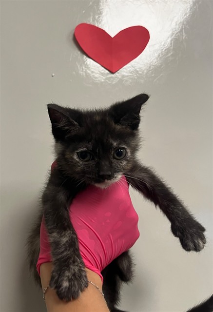 Apple - In Foster