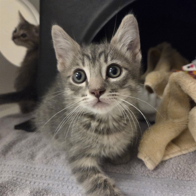 Mars - Adoption Pending