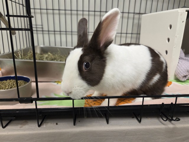 Nutella - Adoption Pending