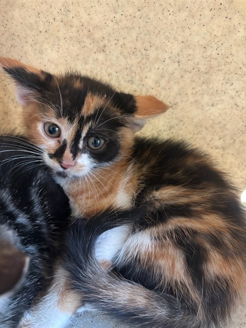 Tina