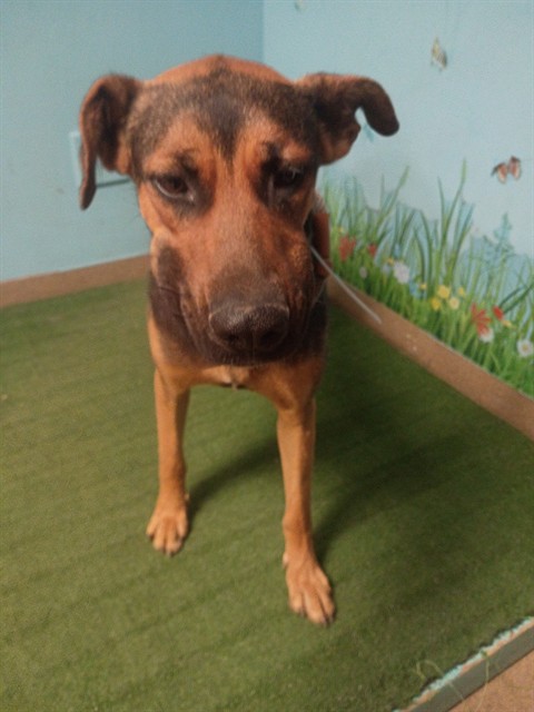 Pequina