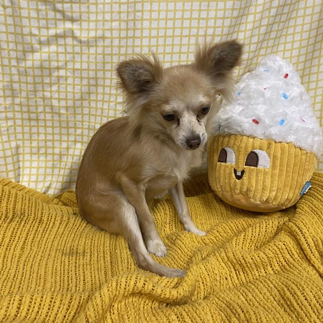 Adoptable Dog
