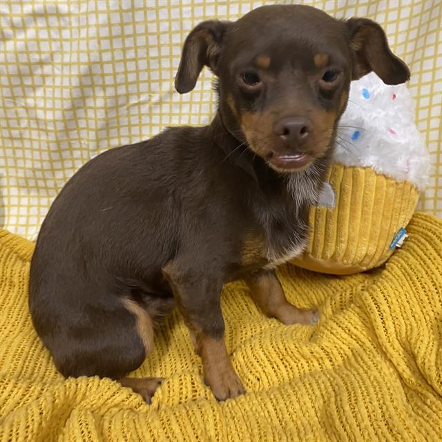 Adoptable Dog