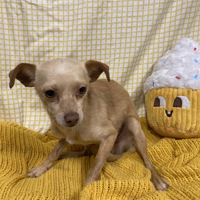 Adoptable Dog
