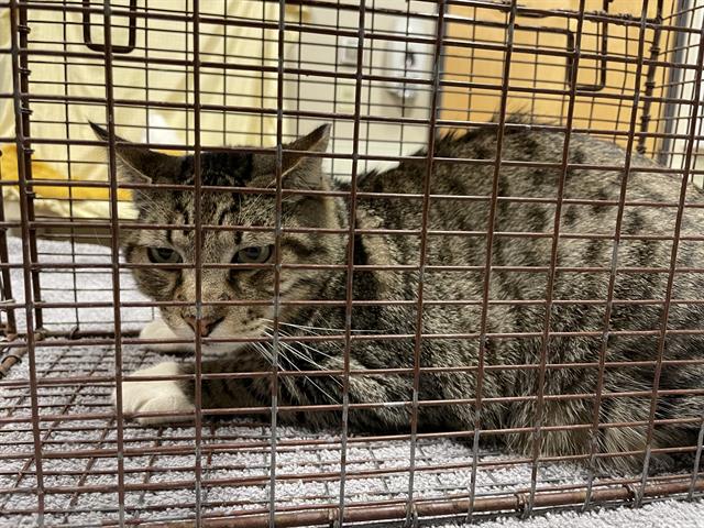 Adoptable Cat