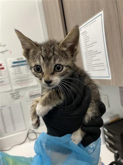 Adoptable Cat
