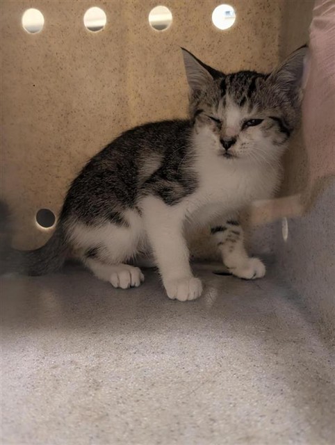 Adoptable Cat