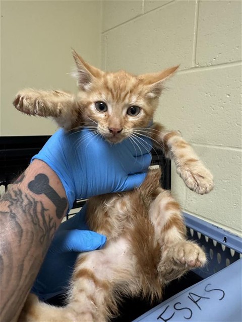 Adoptable Cat