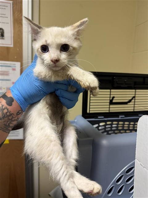 Adoptable Cat
