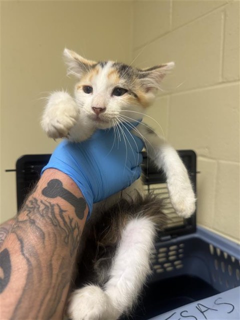 Adoptable Cat