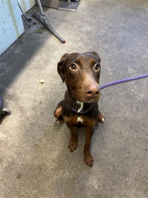 Adoptable Dog