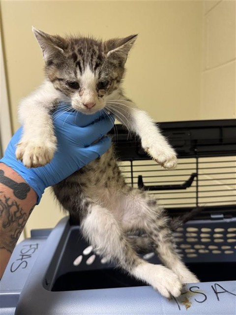 Adoptable Cat