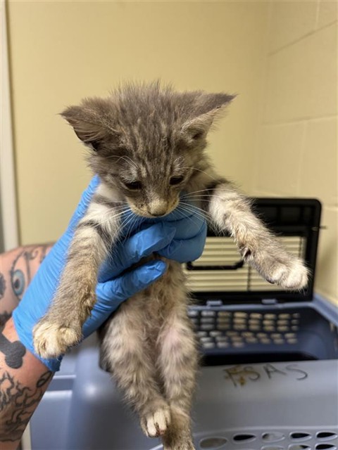 Adoptable Cat
