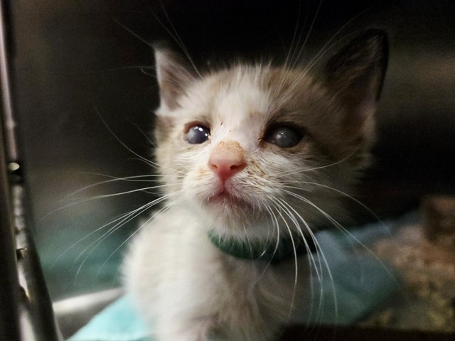 Adoptable Cat