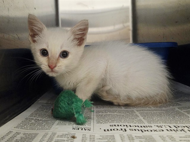 Adoptable Cat