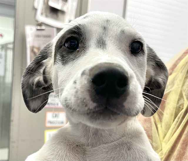 Adoptable Dog
