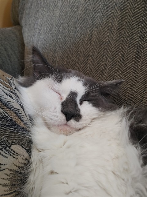Minmo