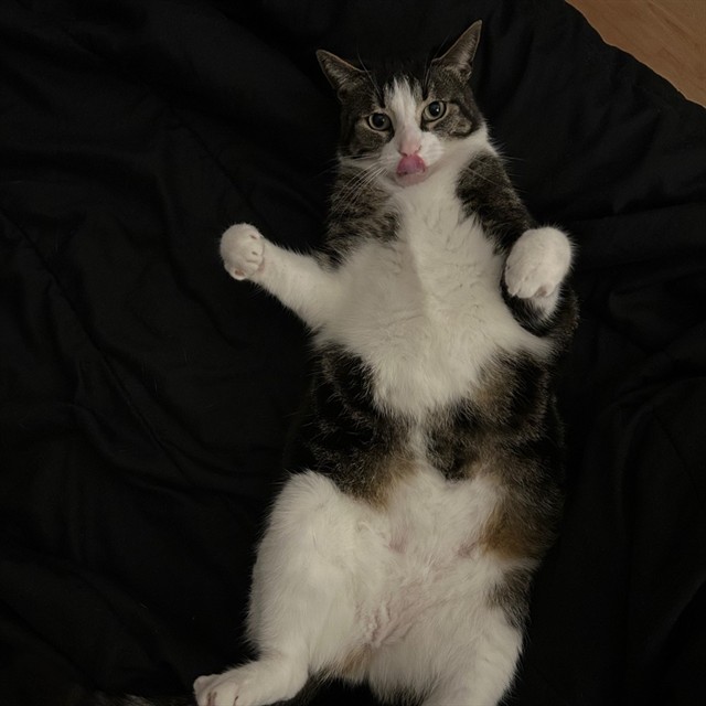 Louie