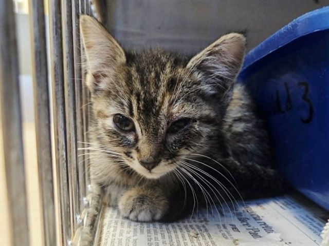 Adoptable Cat