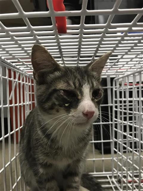 Adoptable Cat