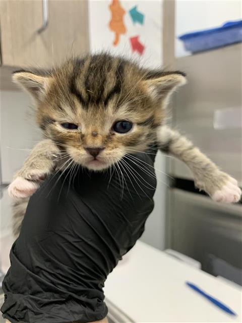Adoptable Cat