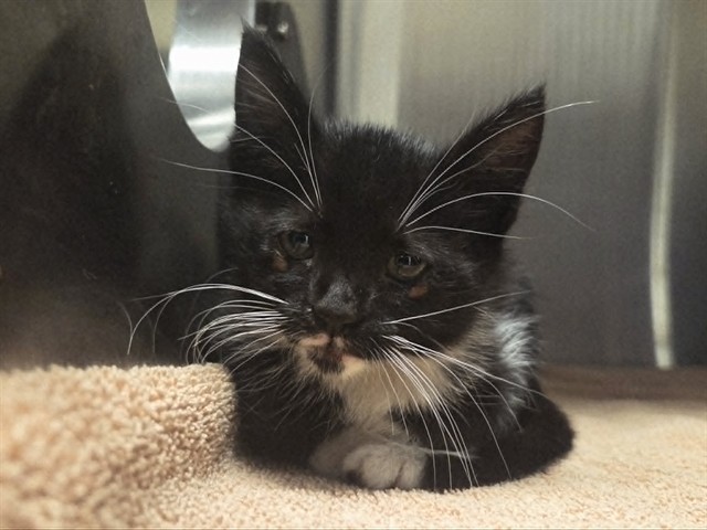 Adoptable Cat