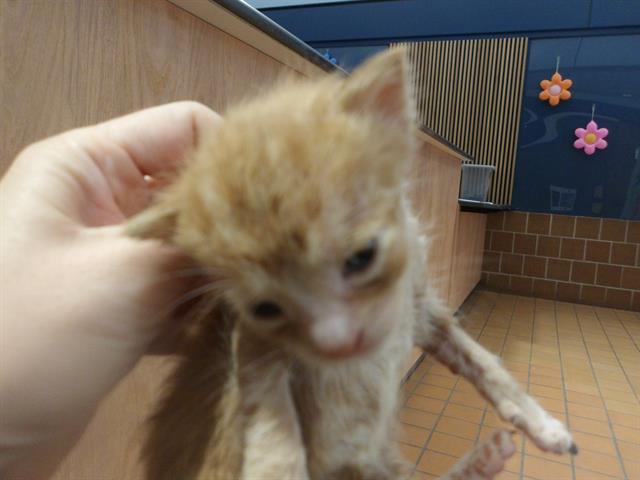 Adoptable Cat