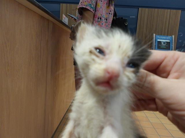Adoptable Cat