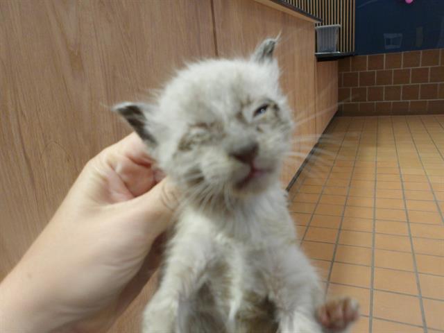 Adoptable Cat
