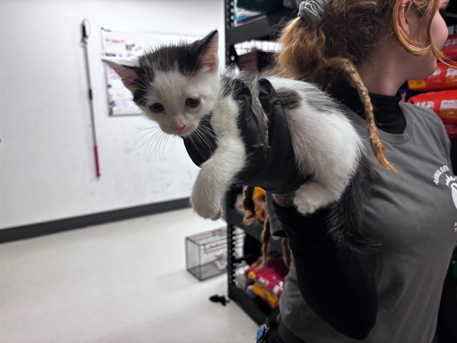 Adoptable Cat