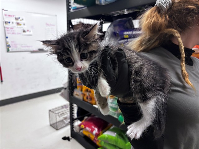 Adoptable Cat