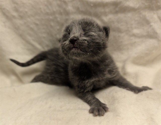 Walter - In Foster