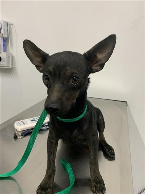 Adoptable Dog