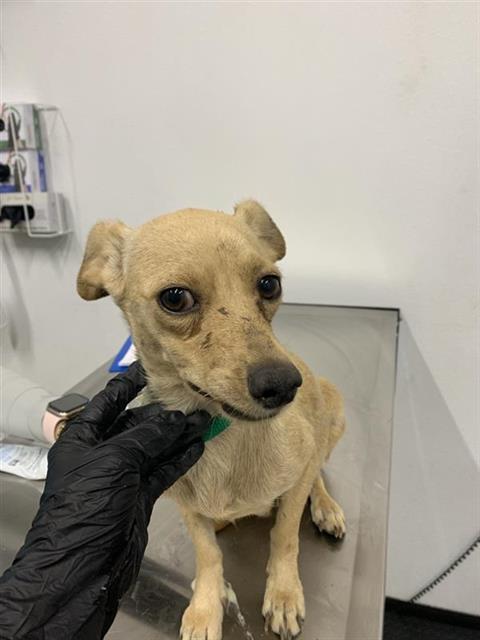 Adoptable Dog