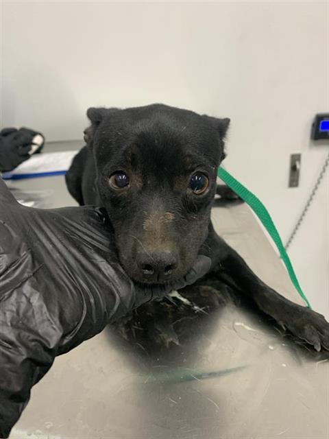 Adoptable Dog