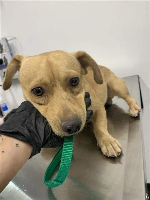 Adoptable Dog