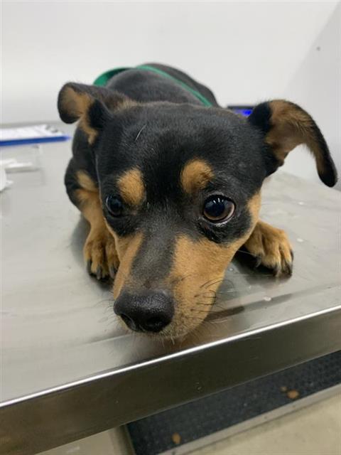 Adoptable Dog