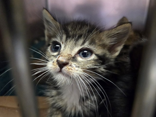 Adoptable Cat